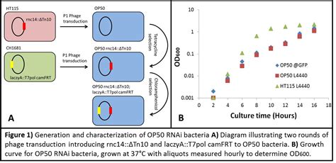 e. coli op50|e.coli b strain op50.